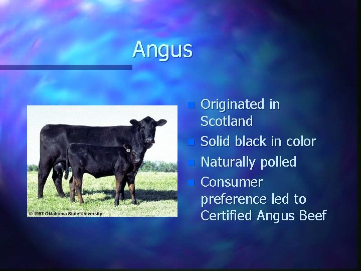 Angus n n Originated in Scotland Solid black in color Naturally polled Consumer preference