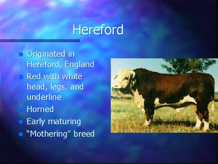 Hereford n n n Originated in Hereford, England Red with white head, legs, and