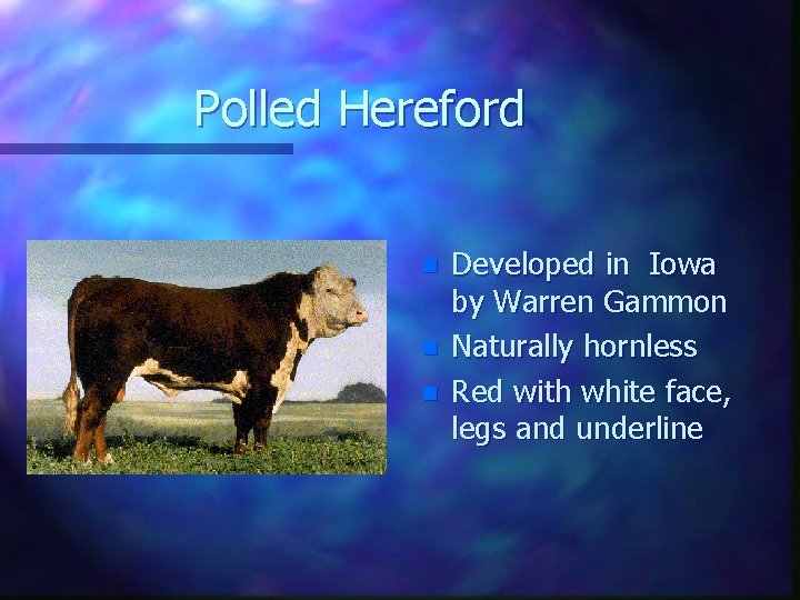 Polled Hereford n n n Developed in Iowa by Warren Gammon Naturally hornless Red