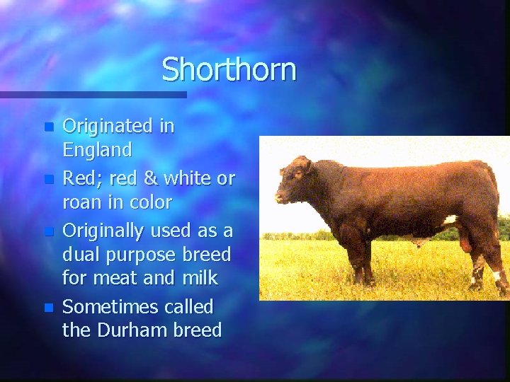 Shorthorn n n Originated in England Red; red & white or roan in color