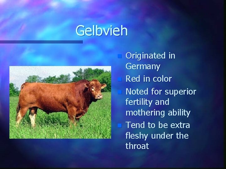 Gelbvieh n n Originated in Germany Red in color Noted for superior fertility and