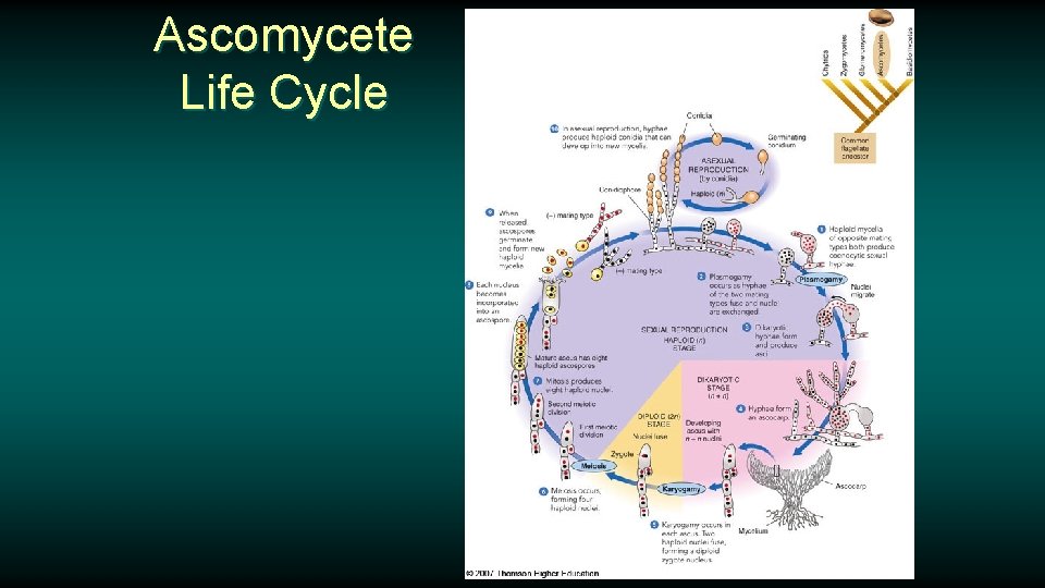 Ascomycete Life Cycle 