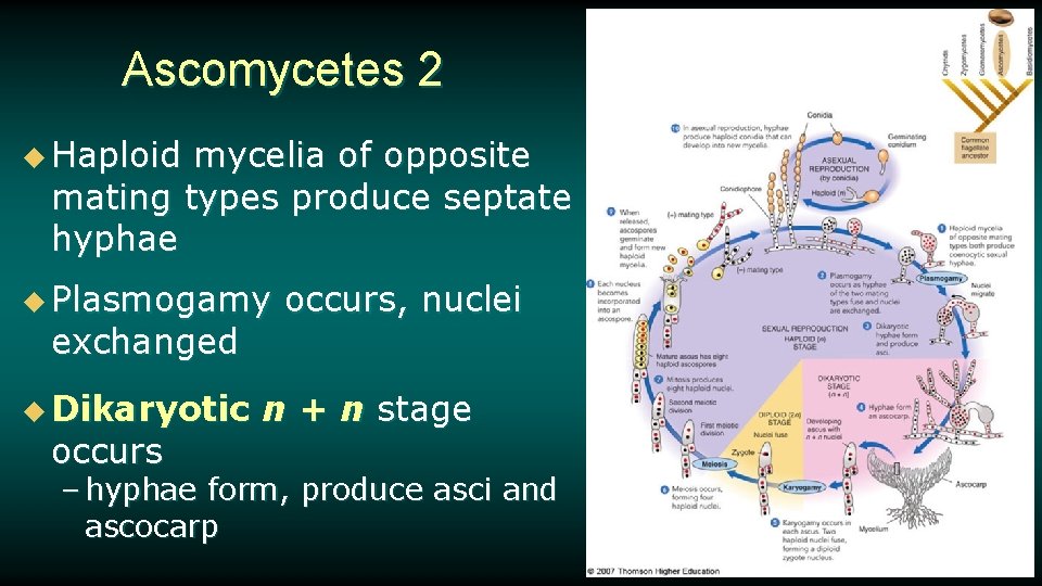 Ascomycetes 2 u Haploid mycelia of opposite mating types produce septate hyphae u Plasmogamy