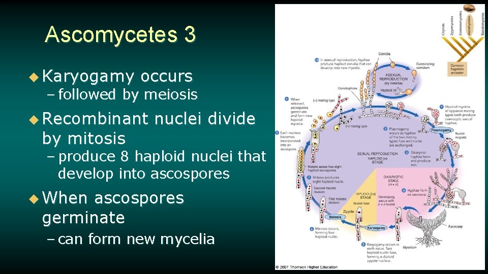 Ascomycetes 3 u Karyogamy occurs – followed by meiosis u Recombinant by mitosis nuclei