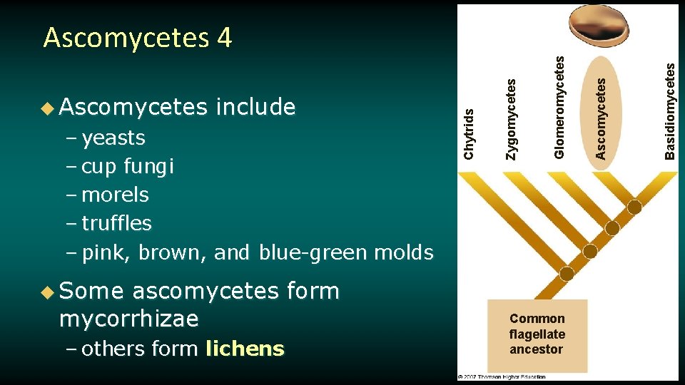 u Some ascomycetes form mycorrhizae – others form lichens Common flagellate ancestor Basidiomycetes Ascomycetes