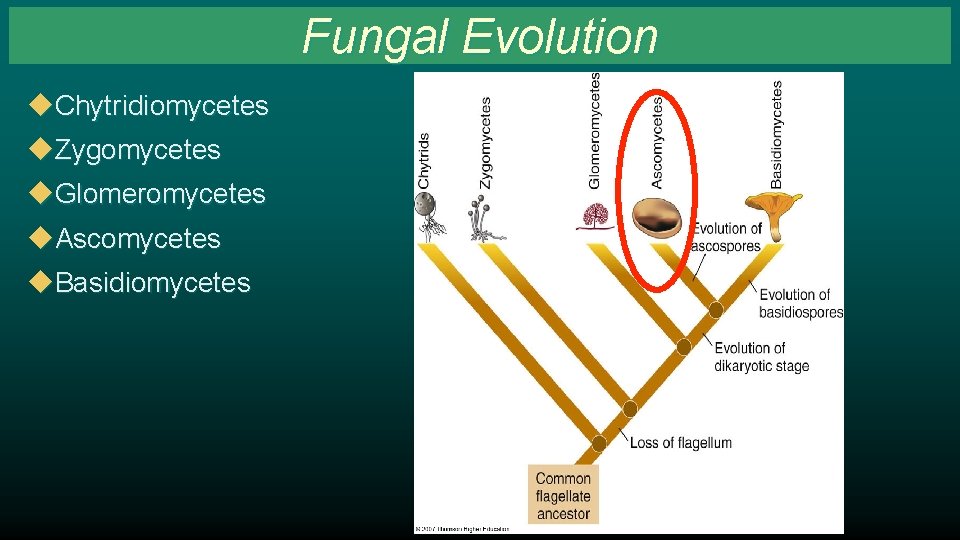 Fungal Evolution u. Chytridiomycetes u. Zygomycetes u. Glomeromycetes u. Ascomycetes u. Basidiomycetes 