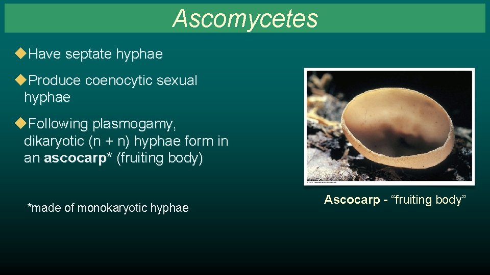 Ascomycetes u. Have septate hyphae u. Produce coenocytic sexual hyphae u. Following plasmogamy, dikaryotic