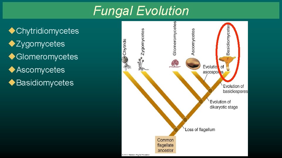 Fungal Evolution u. Chytridiomycetes u. Zygomycetes u. Glomeromycetes u. Ascomycetes u. Basidiomycetes 
