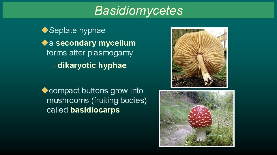 Basidiomycetes u. Septate hyphae ua secondary mycelium forms after plasmogamy – dikaryotic hyphae ucompact
