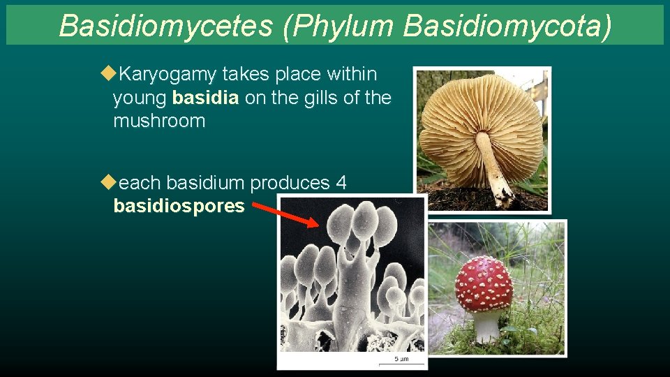 Basidiomycetes (Phylum Basidiomycota) u. Karyogamy takes place within young basidia on the gills of