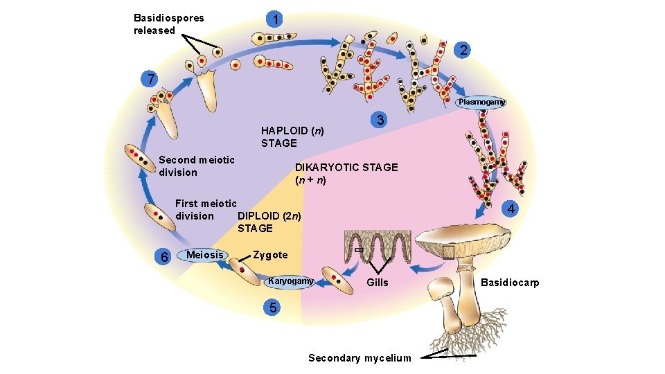 Basidiospores released 1 2 7 Plasmogamy HAPLOID (n) STAGE Second meiotic division 3 DIKARYOTIC
