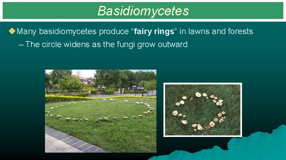 Basidiomycetes u. Many basidiomycetes produce “fairy rings” in lawns and forests – The circle