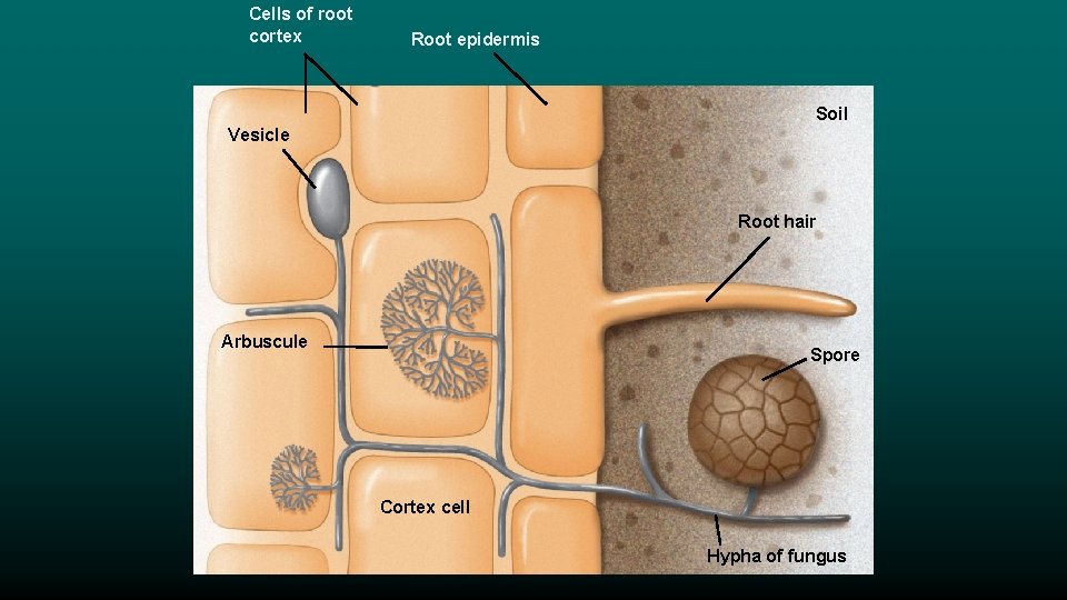 Cells of root cortex Root epidermis Soil Vesicle Root hair “Type a quote here.
