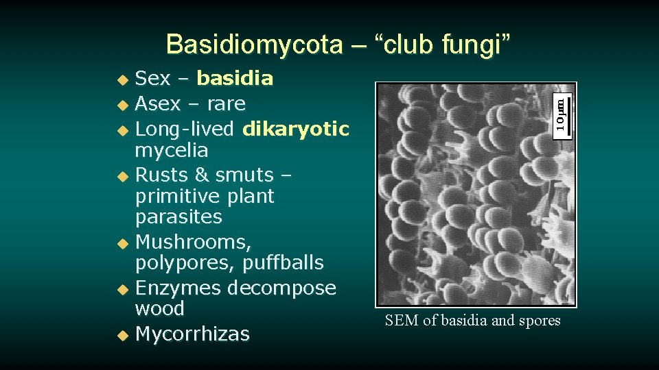 Basidiomycota – “club fungi” Sex – basidia u Asex – rare u Long-lived dikaryotic