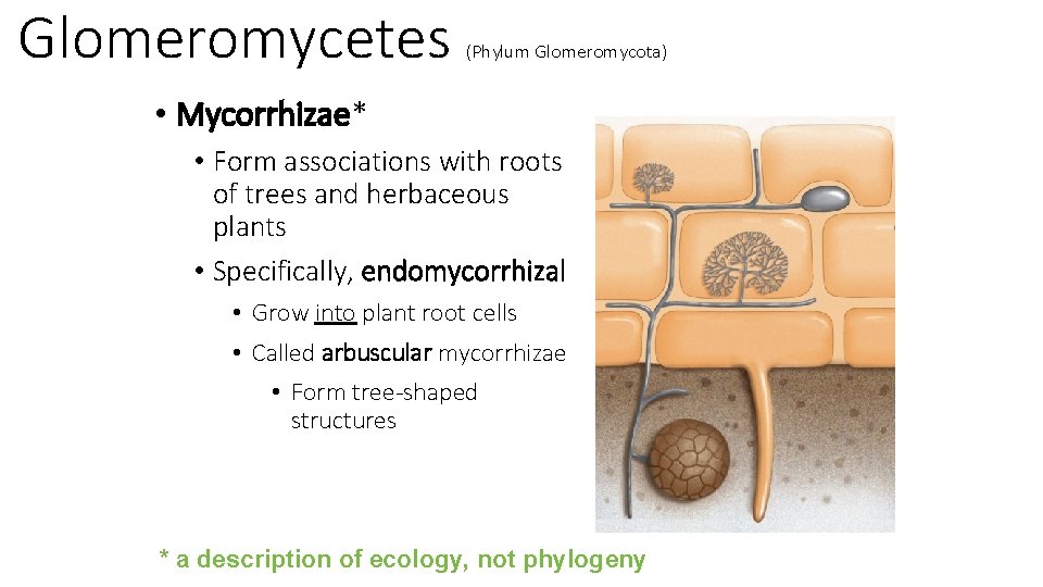 Glomeromycetes (Phylum Glomeromycota) • Mycorrhizae* • Form associations with roots of trees and herbaceous