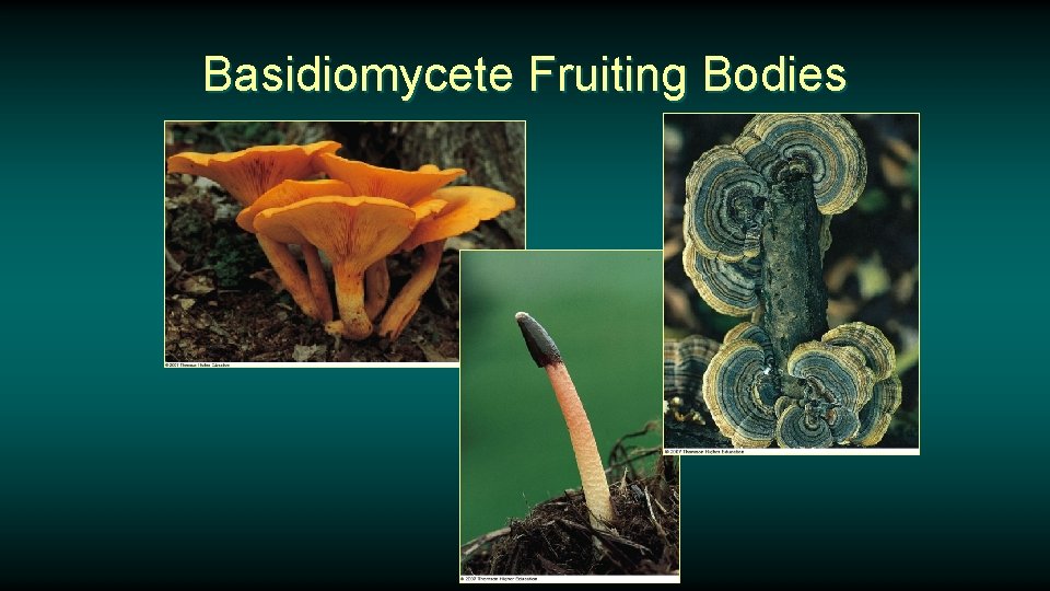Basidiomycete Fruiting Bodies 