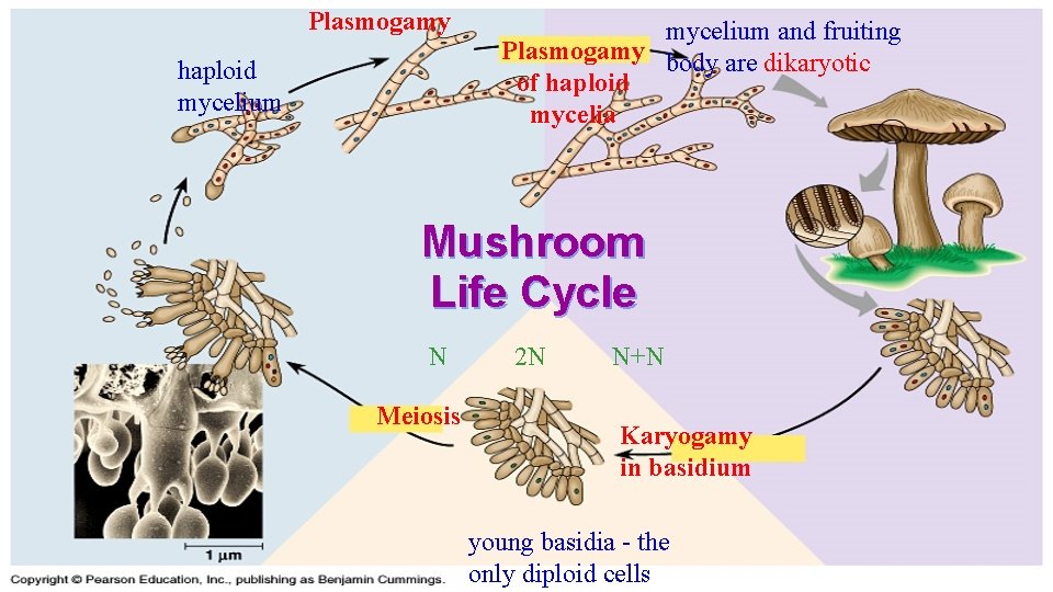 Plasmogamy haploid mycelium and fruiting Plasmogamy body are dikaryotic of haploid mycelia Mushroom Life