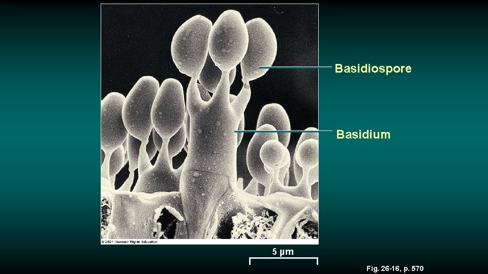 Basidiospore Basidium 5 µm Fig. 26 -16, p. 570 