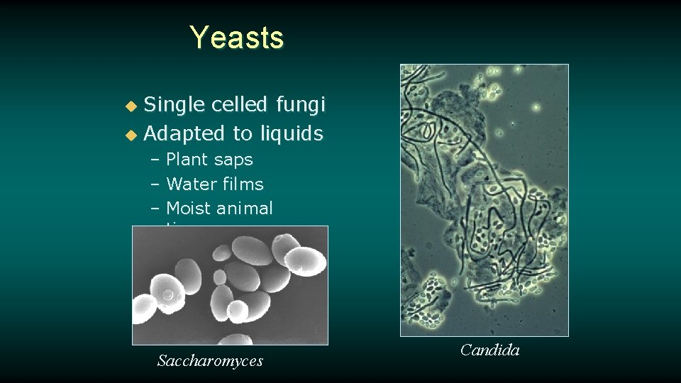 Yeasts Single celled fungi u Adapted to liquids u – Plant saps – Water