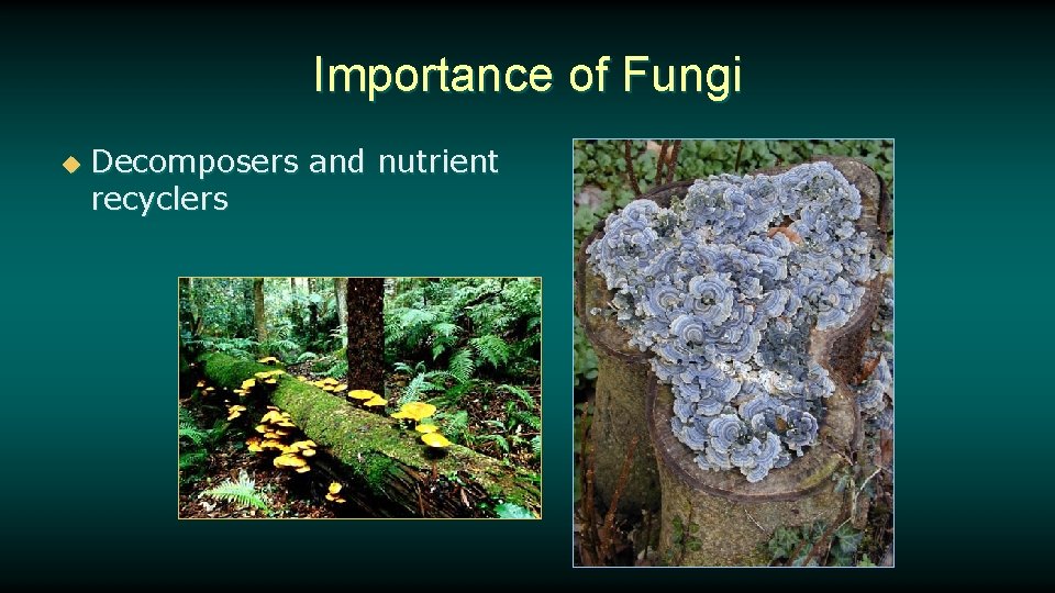 Importance of Fungi u Decomposers and nutrient recyclers 