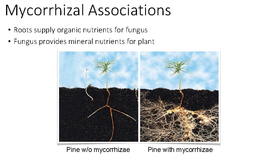 Mycorrhizal Associations • Roots supply organic nutrients for fungus • Fungus provides mineral nutrients