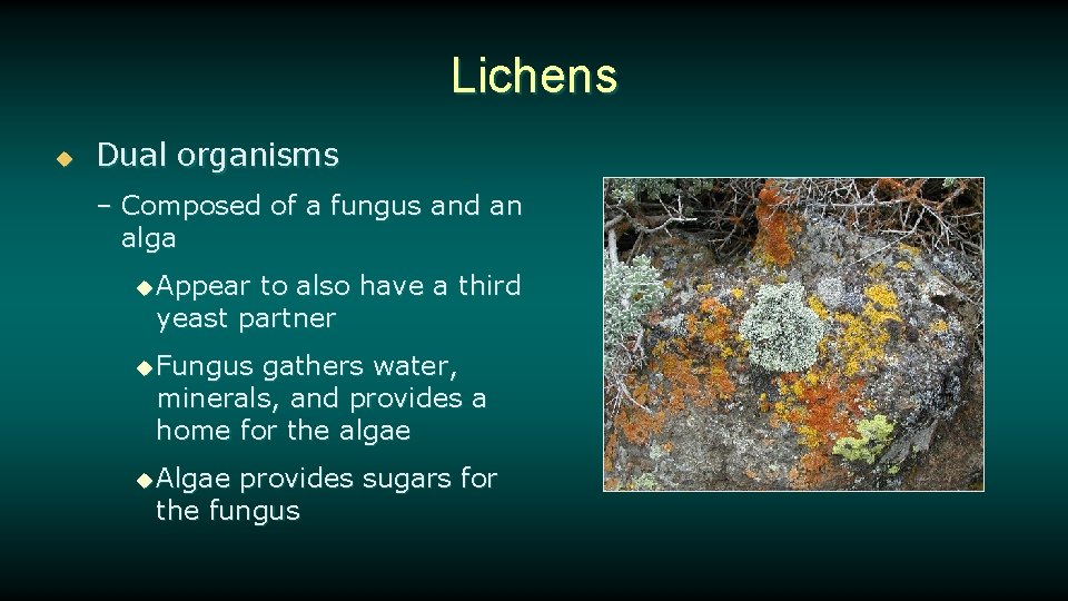 Lichens u Dual organisms – Composed of a fungus and an alga u Appear