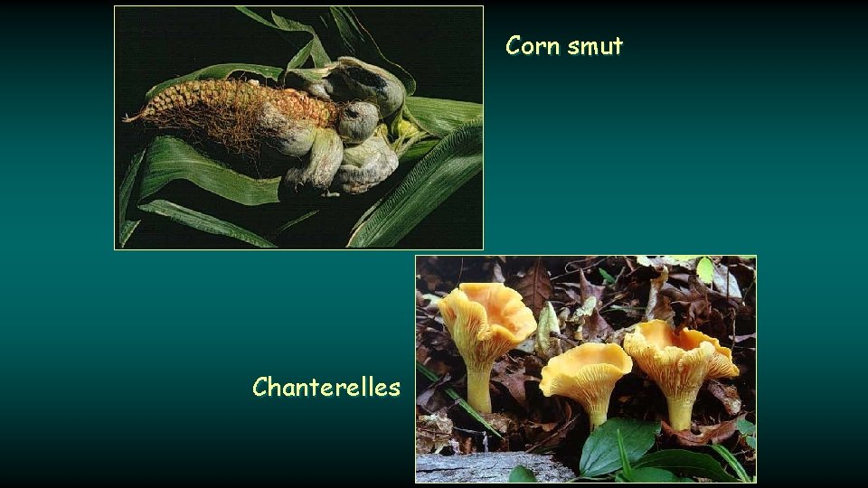 Corn smut Chanterelles 