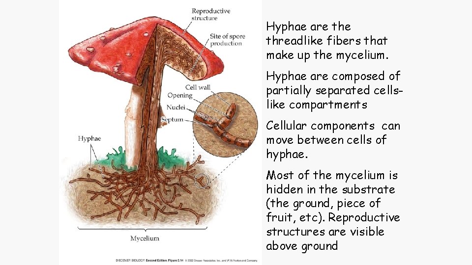 Hyphae are threadlike fibers that make up the mycelium. Hyphae are composed of partially
