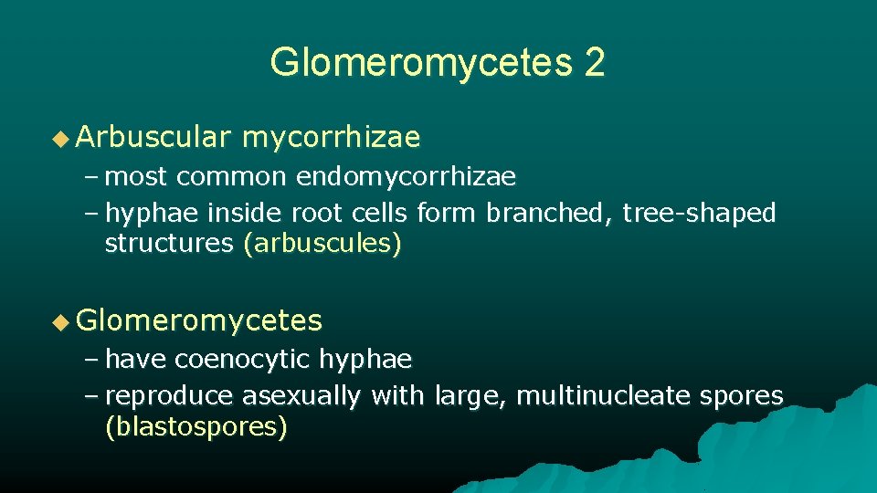 Glomeromycetes 2 u Arbuscular mycorrhizae – most common endomycorrhizae – hyphae inside root cells