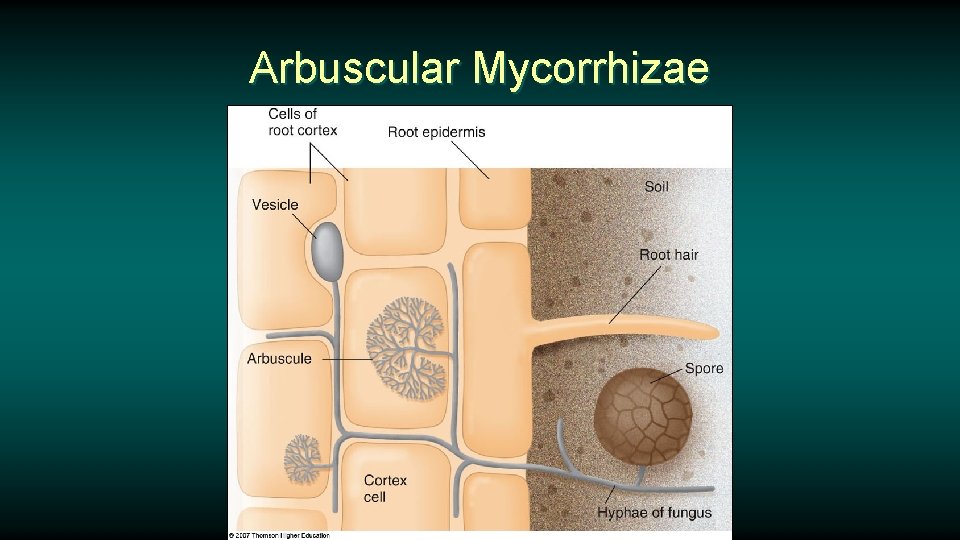 Arbuscular Mycorrhizae 