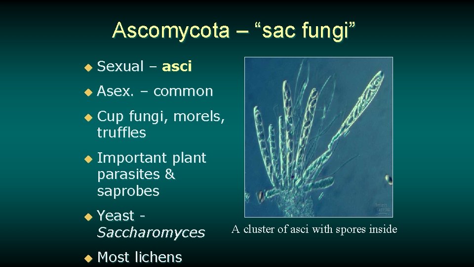 Ascomycota – “sac fungi” u Sexual – asci u Asex. – common u u