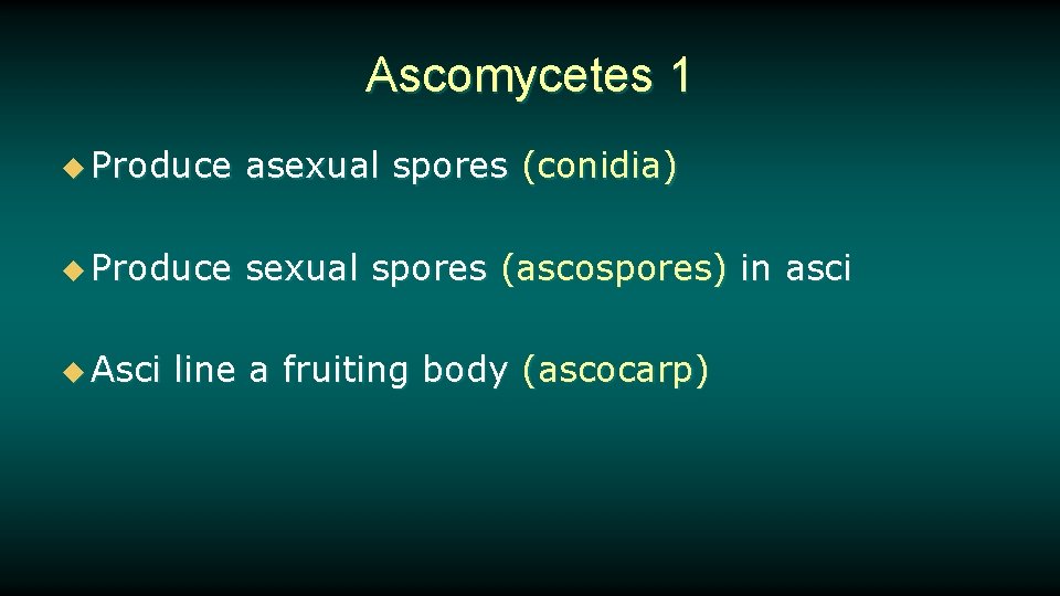 Ascomycetes 1 u Produce asexual spores (conidia) u Produce sexual spores (ascospores) in asci