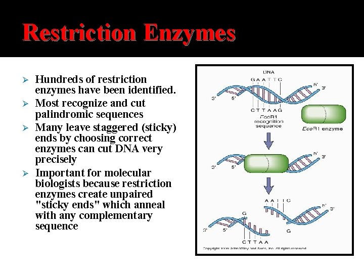 Restriction Enzymes Ø Ø Hundreds of restriction enzymes have been identified. Most recognize and