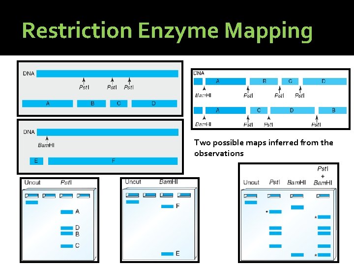 Restriction Enzyme Mapping Two possible maps inferred from the observations 