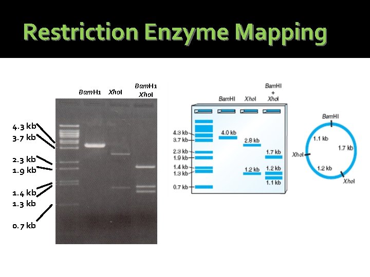 Restriction Enzyme Mapping Bam. H 1 Xho. I 4. 3 kb 3. 7 kb