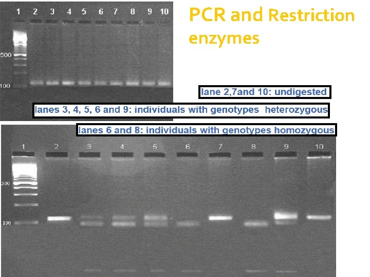 PCR and Restriction enzymes 