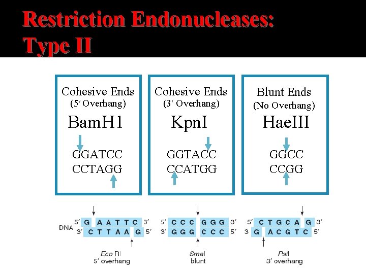 Restriction Endonucleases: Type II Cohesive Ends Blunt Ends (3´ Overhang) (No Overhang) Bam. H