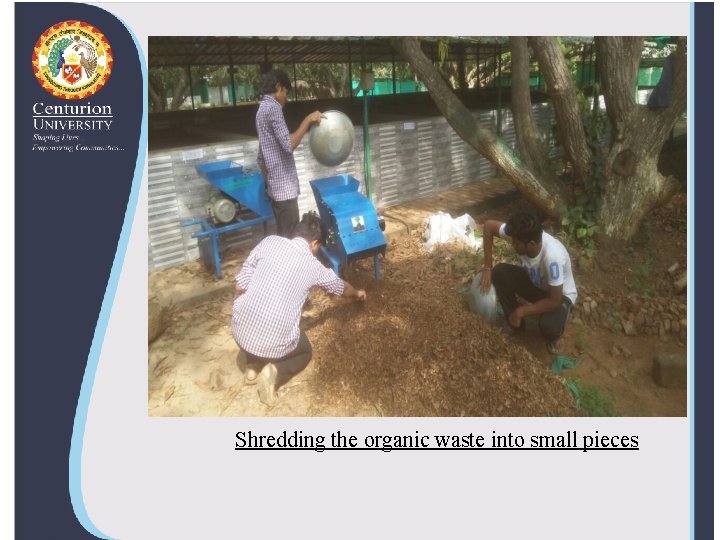 Shredding the organic waste into small pieces 