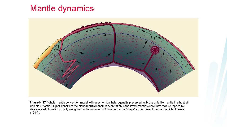 Mantle dynamics Figure 14. 17. Whole-mantle convection model with geochemical heterogeneity preserved as blobs