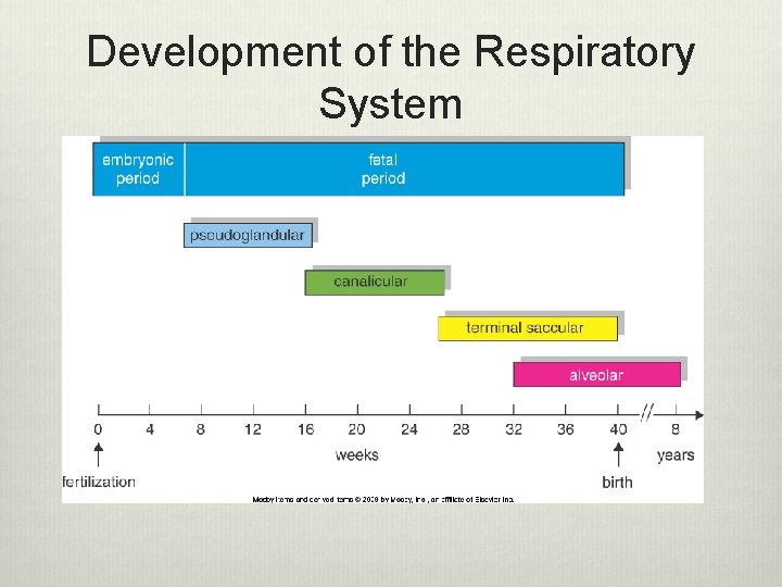 Development of the Respiratory System 