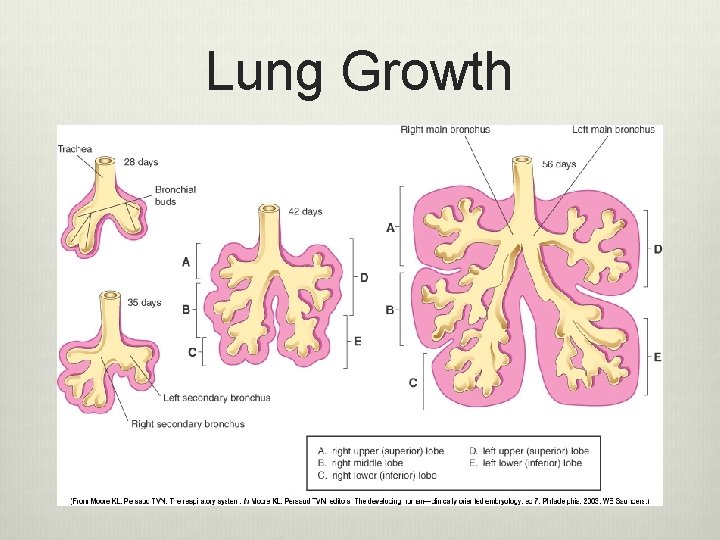 Lung Growth 