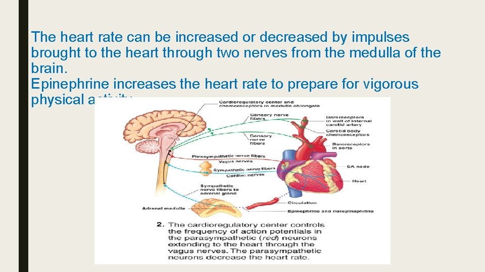 The heart rate can be increased or decreased by impulses brought to the heart