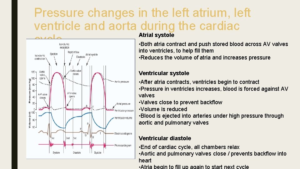 Pressure changes in the left atrium, left ventricle and aorta during the cardiac Atrial