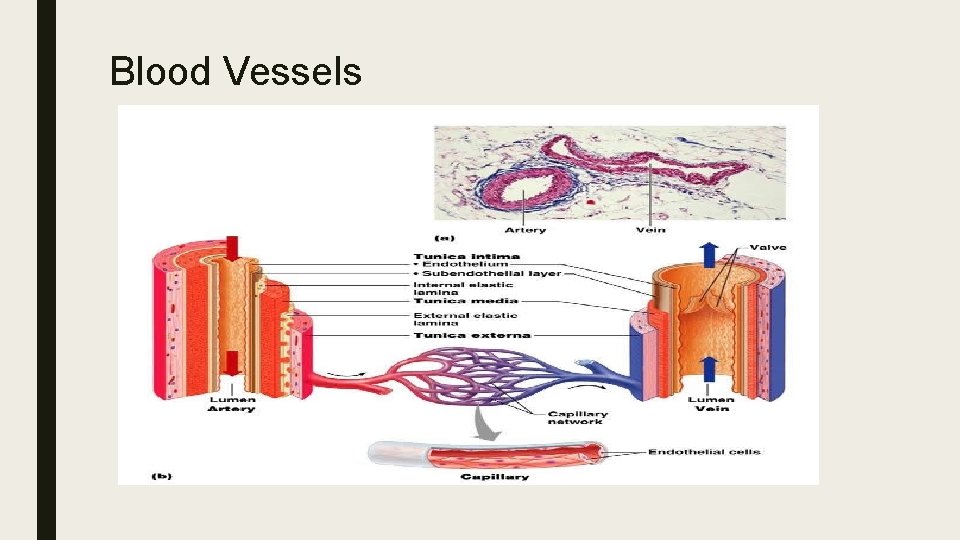 Blood Vessels 