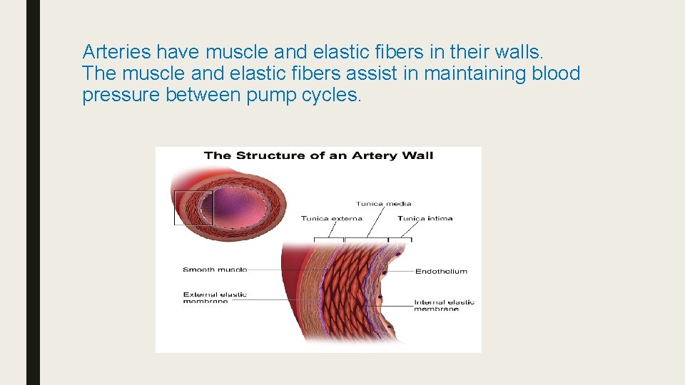Arteries have muscle and elastic fibers in their walls. The muscle and elastic fibers