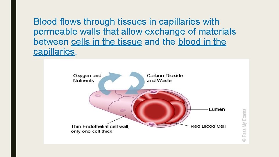 Blood flows through tissues in capillaries with permeable walls that allow exchange of materials