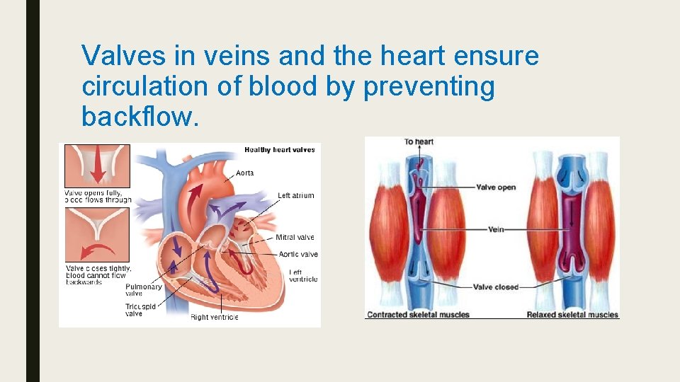 Valves in veins and the heart ensure circulation of blood by preventing backflow. 