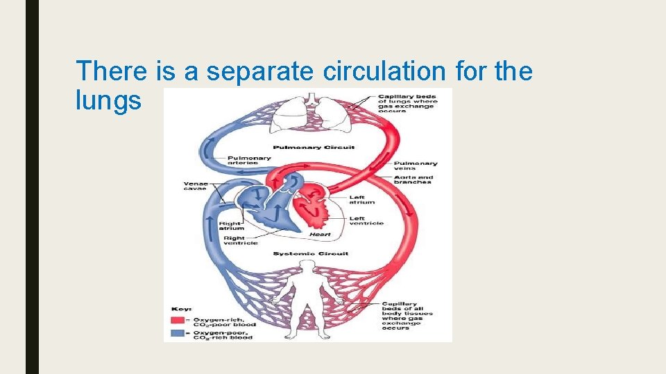 There is a separate circulation for the lungs 