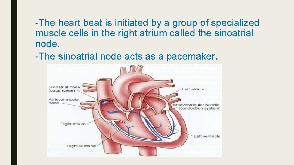 -The heart beat is initiated by a group of specialized muscle cells in the