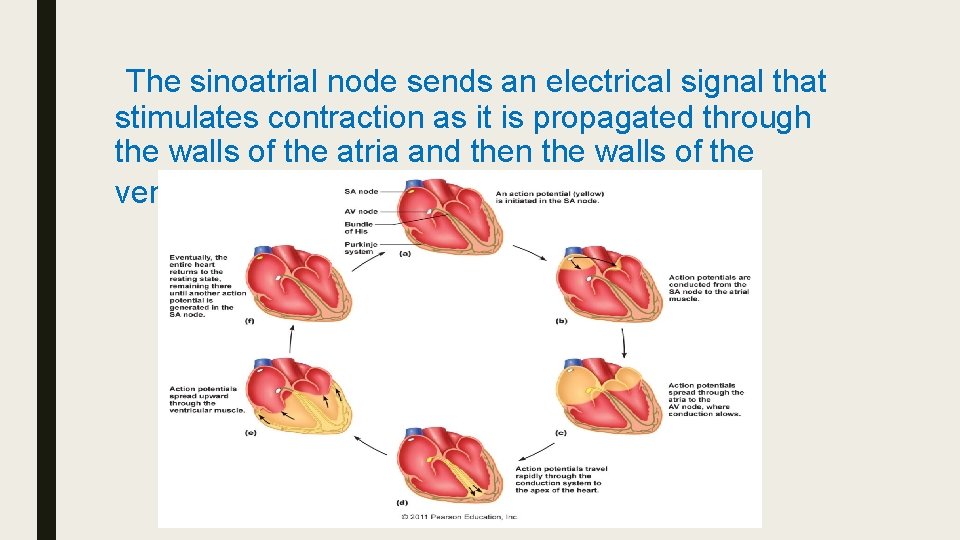 The sinoatrial node sends an electrical signal that stimulates contraction as it is propagated